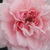 Ružičasta - Nostalgična ruža - Blush™ Winterjewel®
